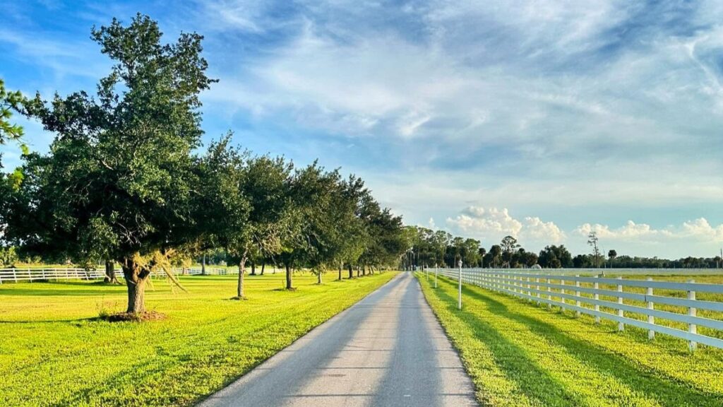 Tree-lined driveway leading to the 86-acre Blossom & Brie farm in North Fort Myers, Florida