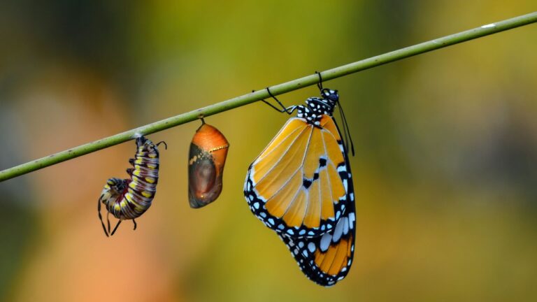 Butterfly life stages symbolizing the Southwest Florida real estate cycle