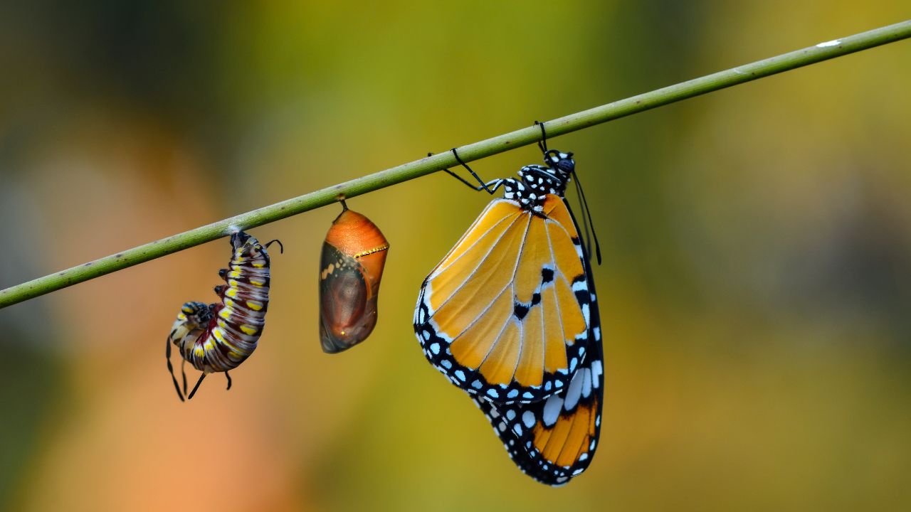 Butterfly life stages symbolizing the Southwest Florida real estate cycle