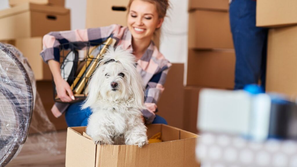 A small white dog sitting in a moving box while a smiling woman packs boxes behind it