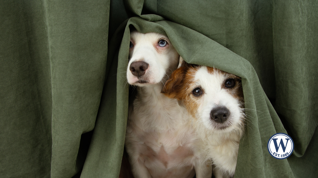 Two dogs peeking out from behind curtains, sheltering indoors during a hurricane in Southwest Florida.