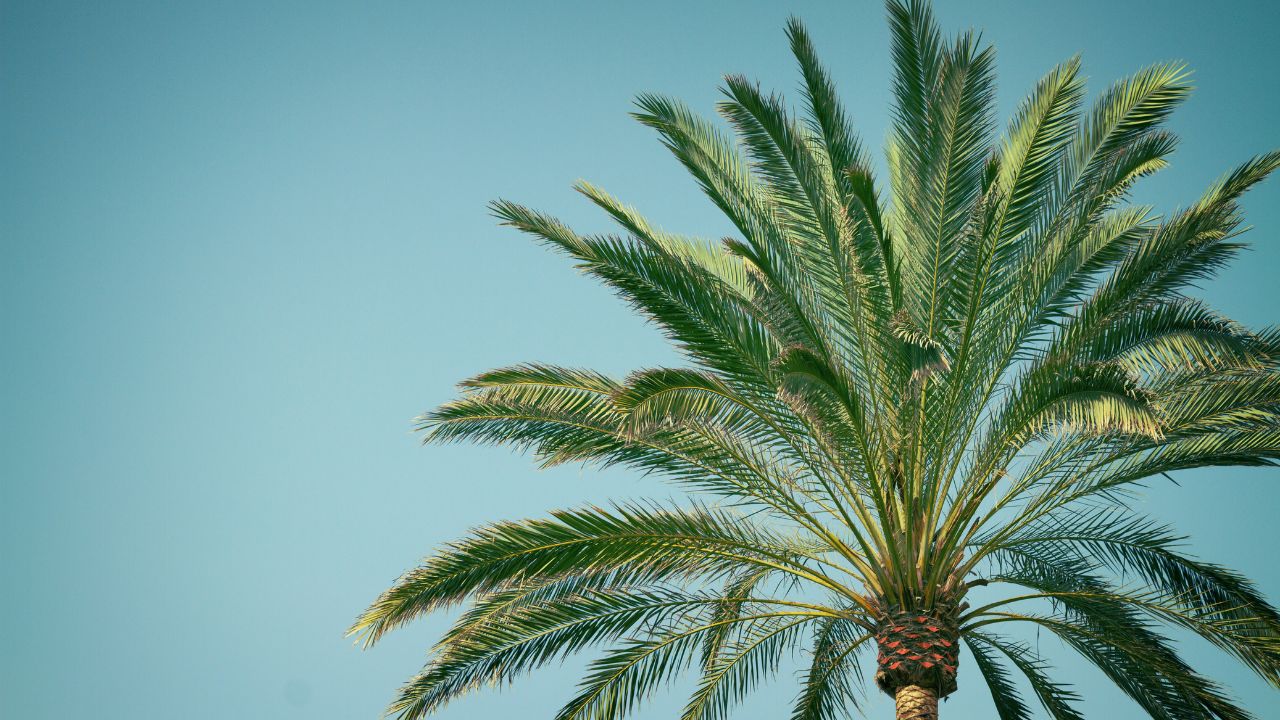 Palm tree against a clear blue Florida sky in Lee County, representing homes without flood insurance risk