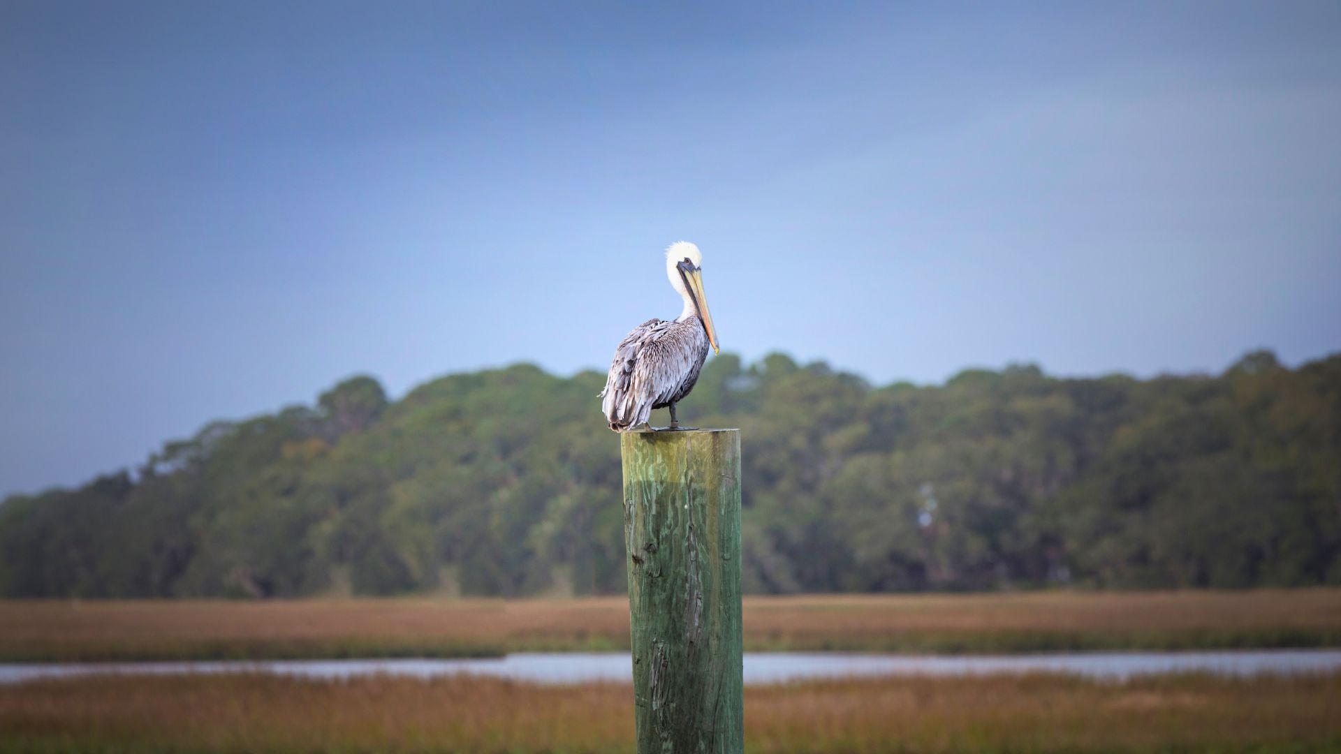 Pelican perched on a post in a Florida wetlands area, used as the featured image for the Pelican Preserve 55+ Market Update.