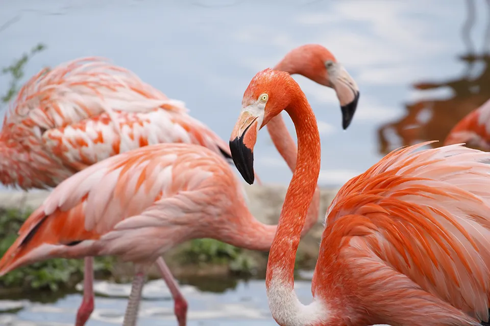 Flamingos at Everglades Wonder Gardens in Bonita Springs, FL, showcasing the area's wildlife attractions and tropical charm