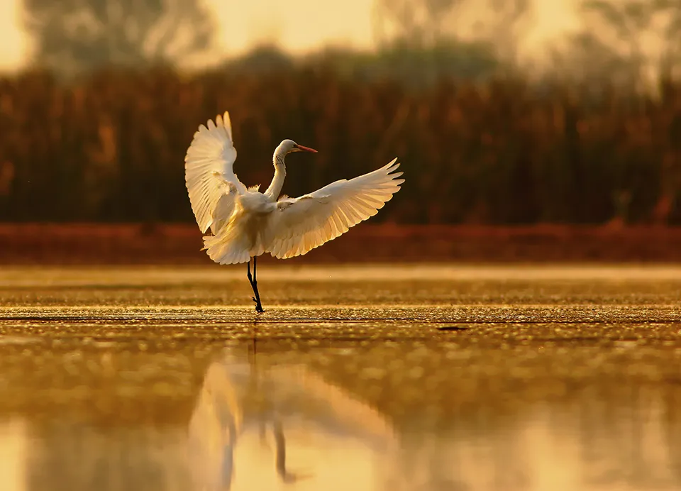 Great egret landing with wings spread at sunrise in Estero, FL, showcasing the area's abundant wildlife and natural beauty