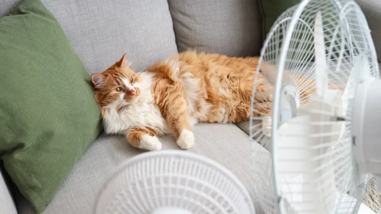 Orange and white cat lounging on a gray sofa near two fans