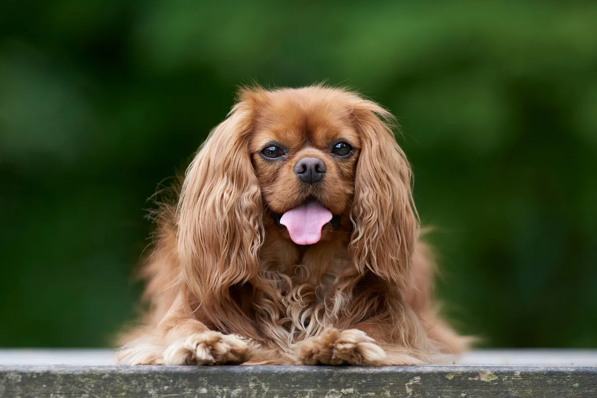 A calm spaniel resting outdoors, representing pet prep before showings